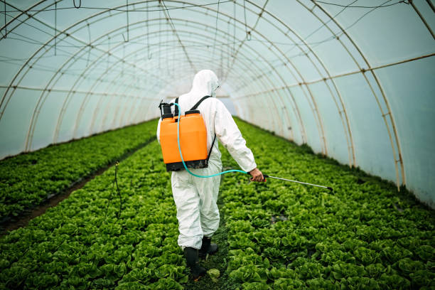 Best Local Pest Control Services  in Bernie, MO