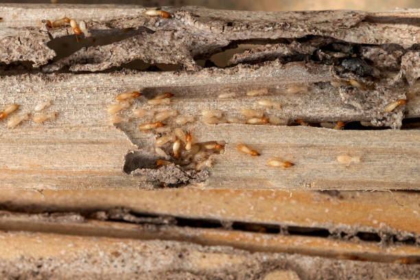 Best Ant Control Services  in Bernie, MO