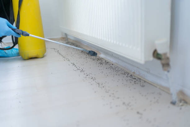 Best Termite Control Services  in Bernie, MO